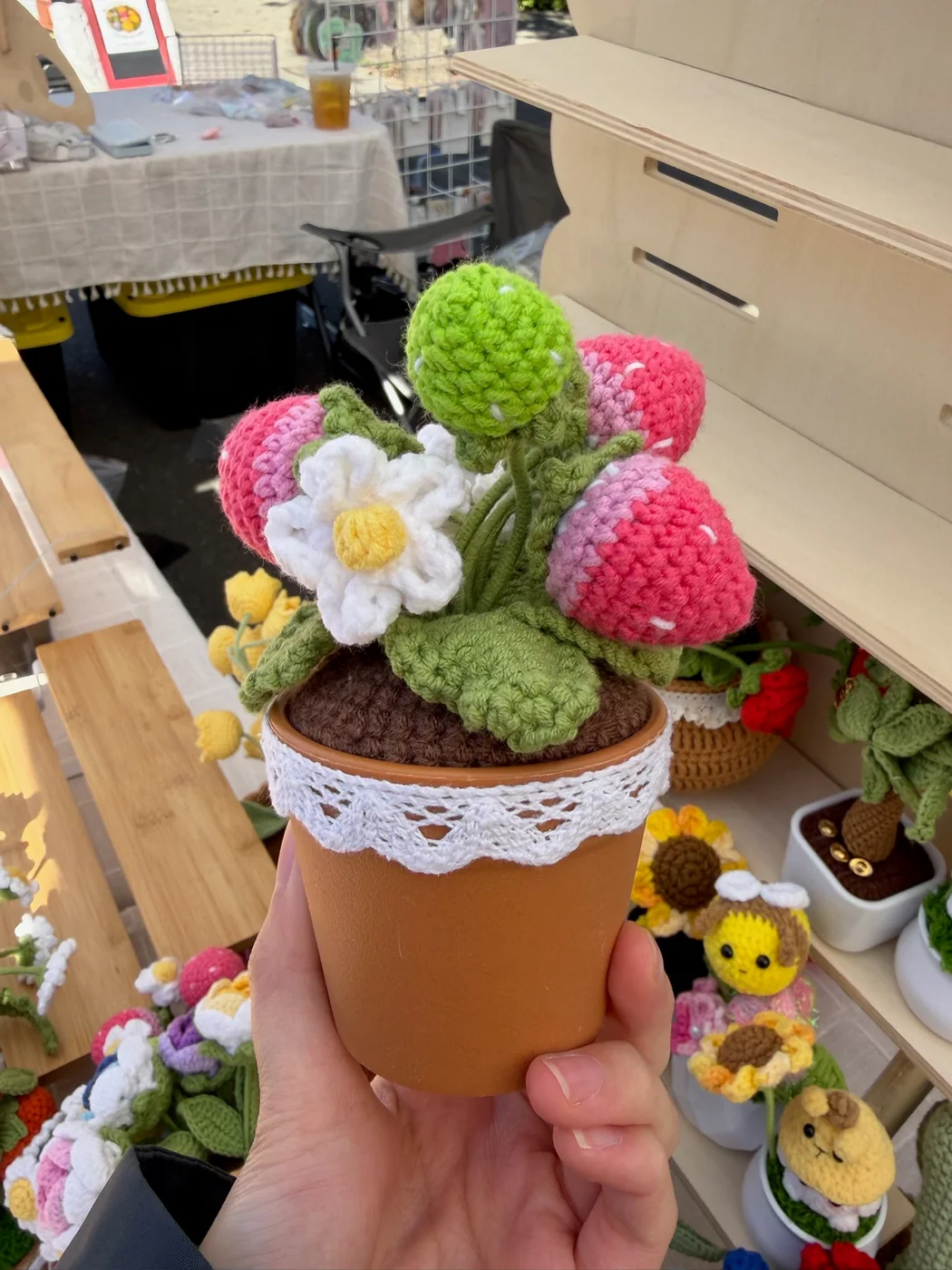 Strawberry Cactus Garden — original product photograph (8142)